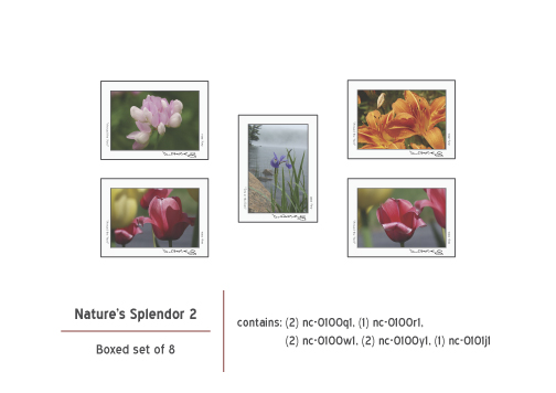 Click to return to grid view of the "- Images Move Products -" gallery "Assorted Boxed Notecards"
