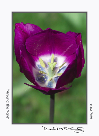 Click to return to grid view of the "- Images Move Products -" gallery "Individual Notecards"