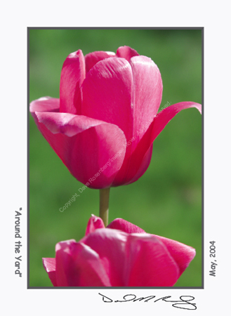 Click to return to grid view of the "- Images Move Products -" gallery "Individual Notecards"